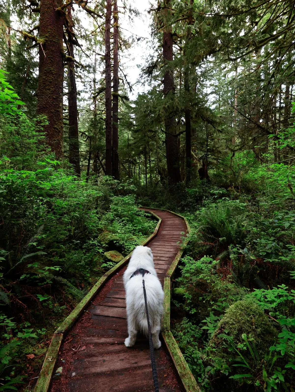 Saiko walking on a wooden path in a green forest