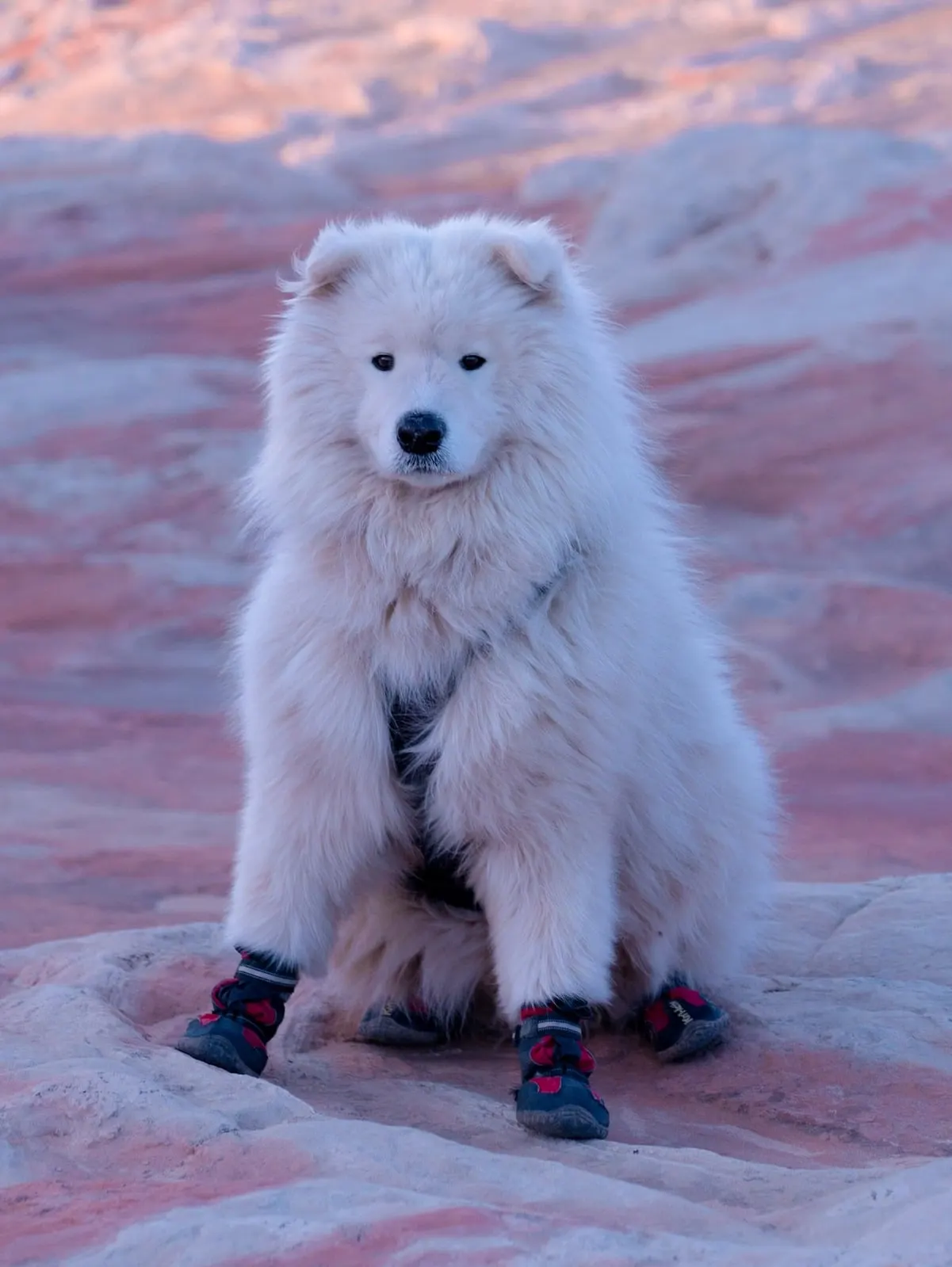 Saiko wearing red boots on pink rock