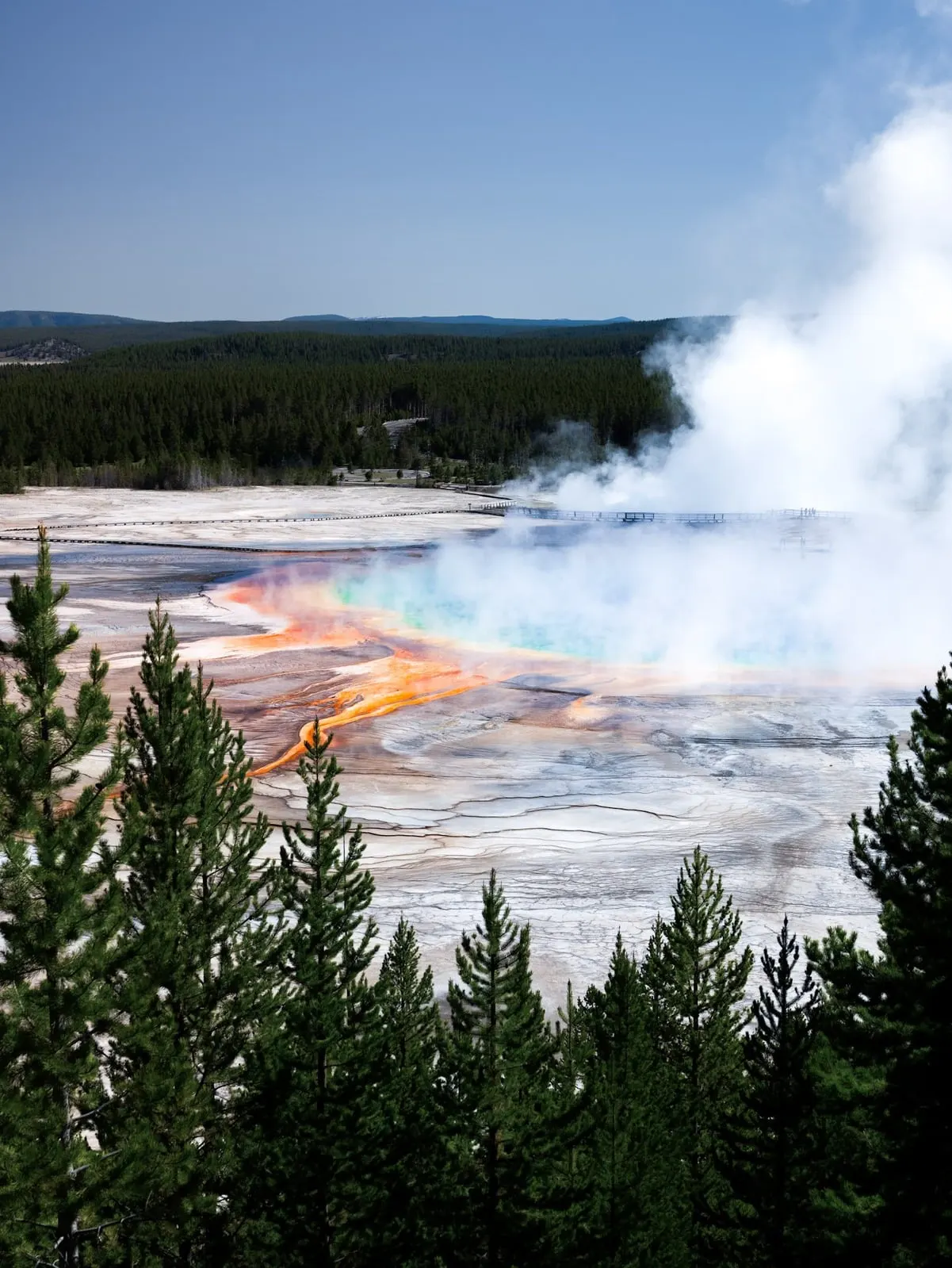 Grand Prismatic Spring and pine forest