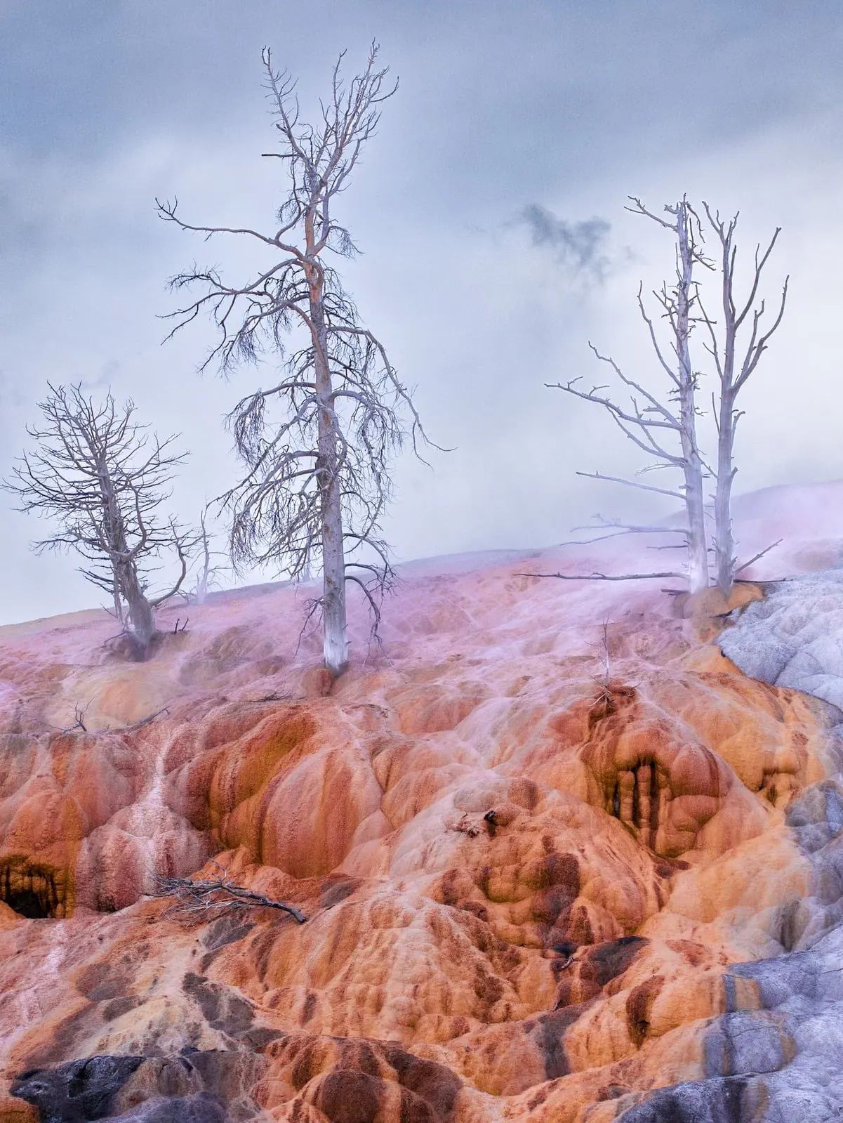 Dead trees above colorful thermal terraces