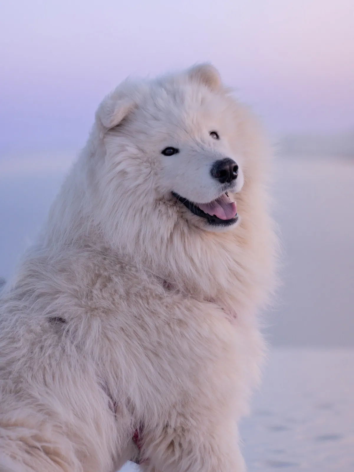 Saiko, our white Samoyed